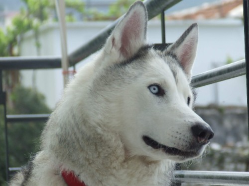 My Soccer Manager Profile Picture