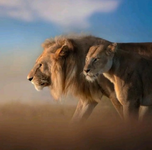 My Soccer Manager Profile Picture