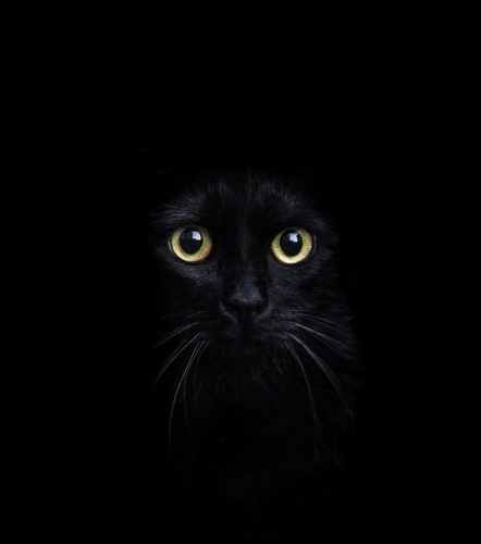 My Soccer Manager Profile Picture