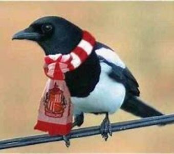 Moja Soccer Manager slika profila